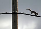 squirell-linewalk--FIN copy  A squirrel makes his way across a power line in Spartanburg Friday afternoon, 1-6-06.   (NOTE: Stand-alone FEATURE)